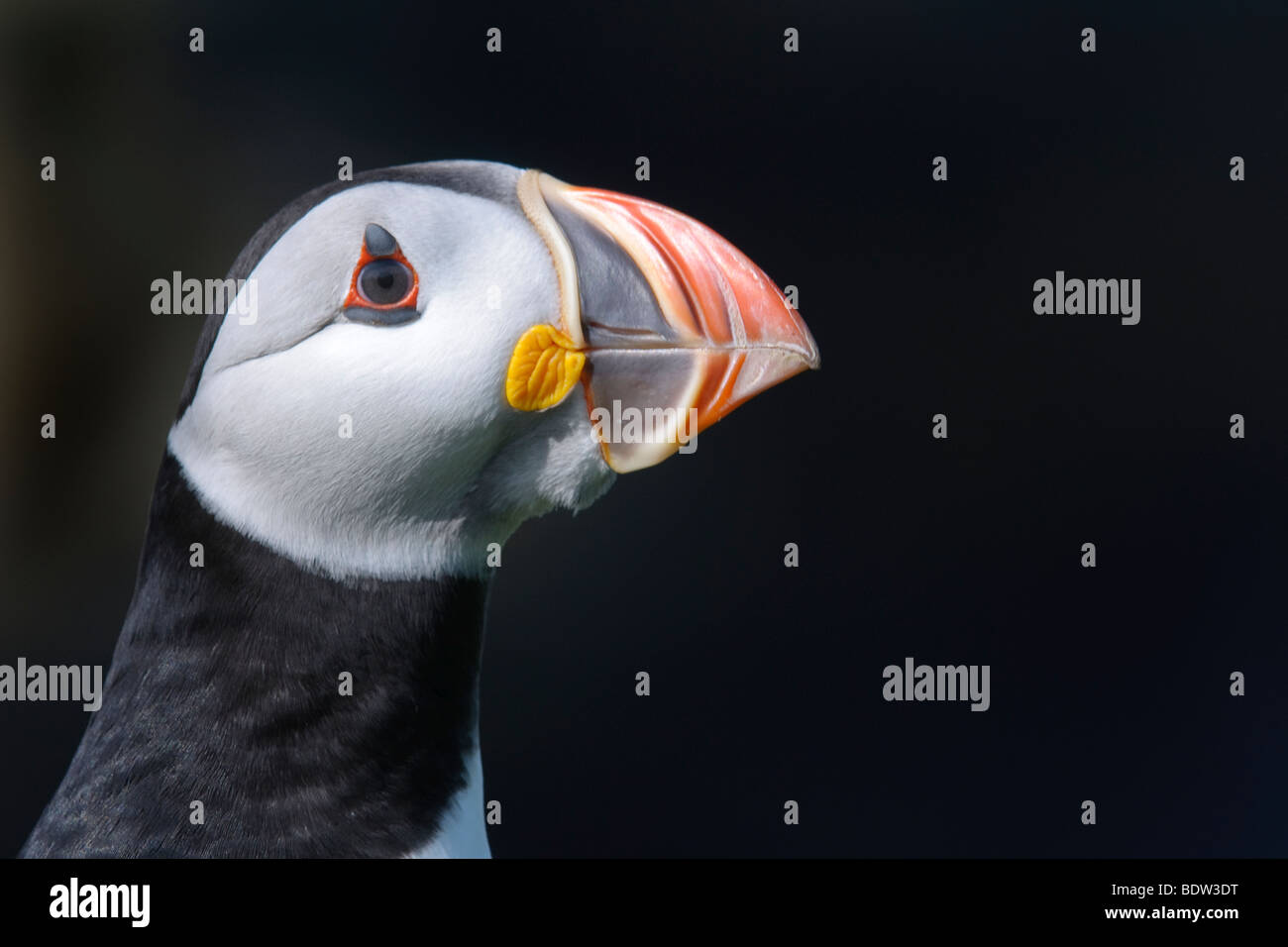 Papageitaucher Fratercula Arctica Porträt Sommer Erwachsenen. Schottland. Stockfoto