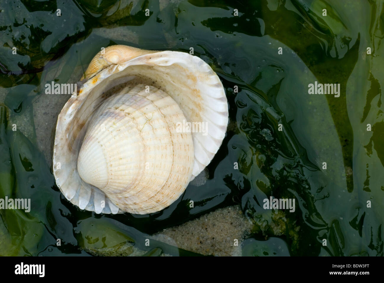 Herzmuscheln an einem Strand in den Niederlanden Stockfoto