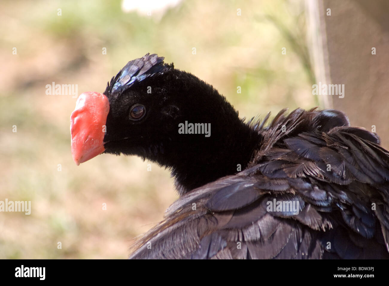 Nahaufnahme von Alagoas Hokkohühner in Gefangenschaft-Zuchtprogramm Stockfoto