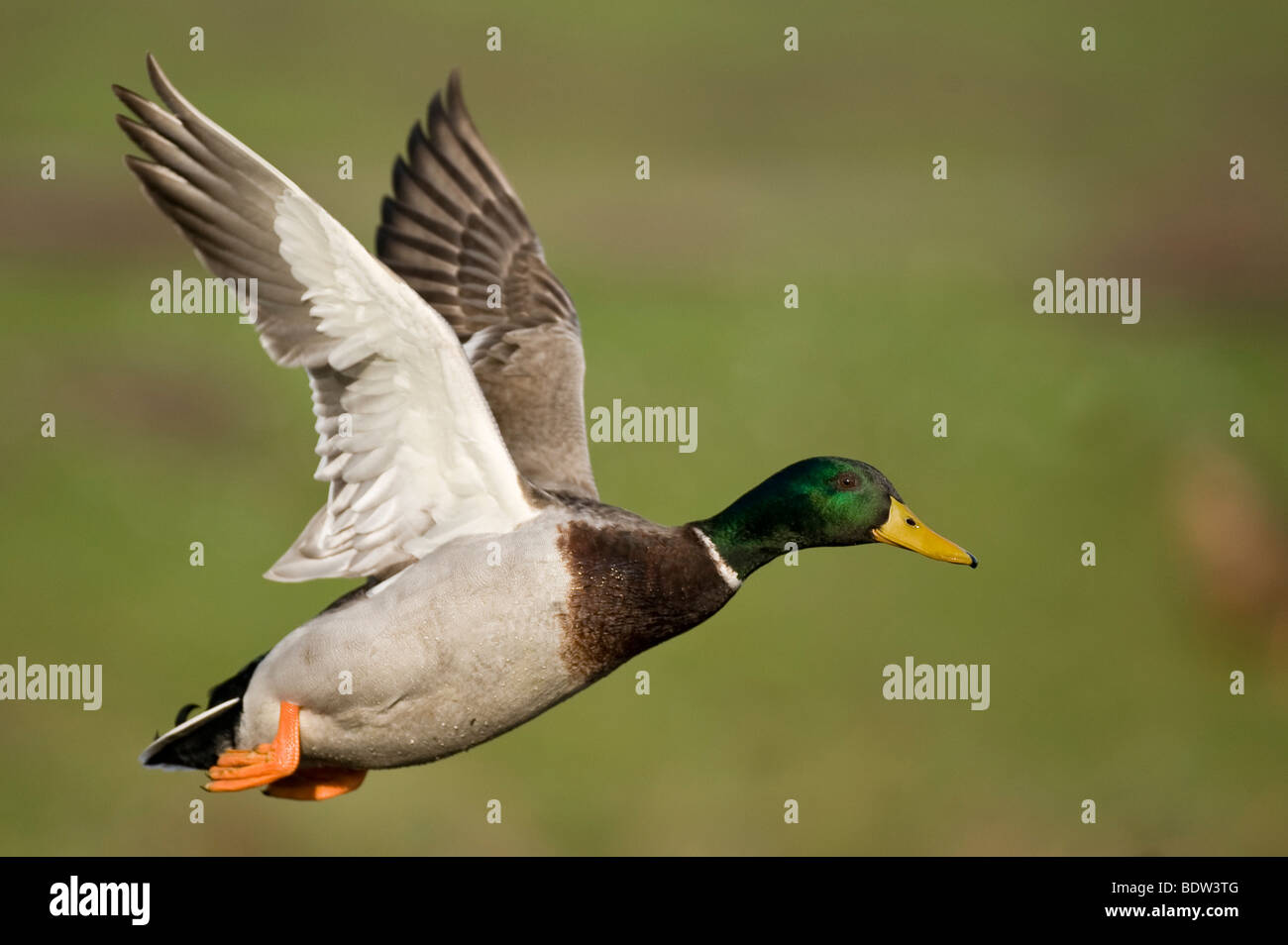 Eine fliegende Ente Stockfoto