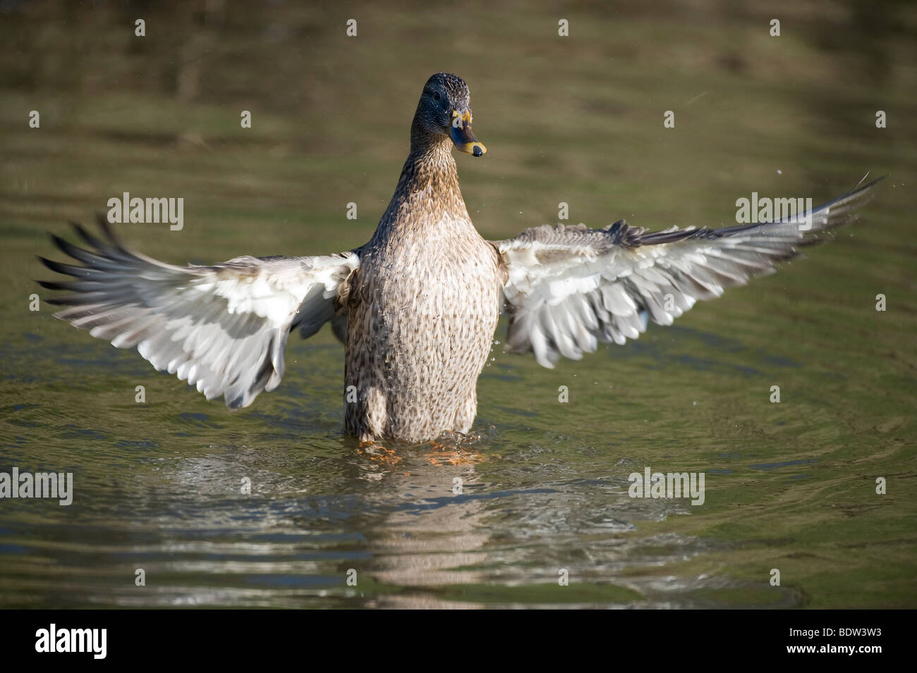 Eine Ente seine Flügel schlagen Stockfoto