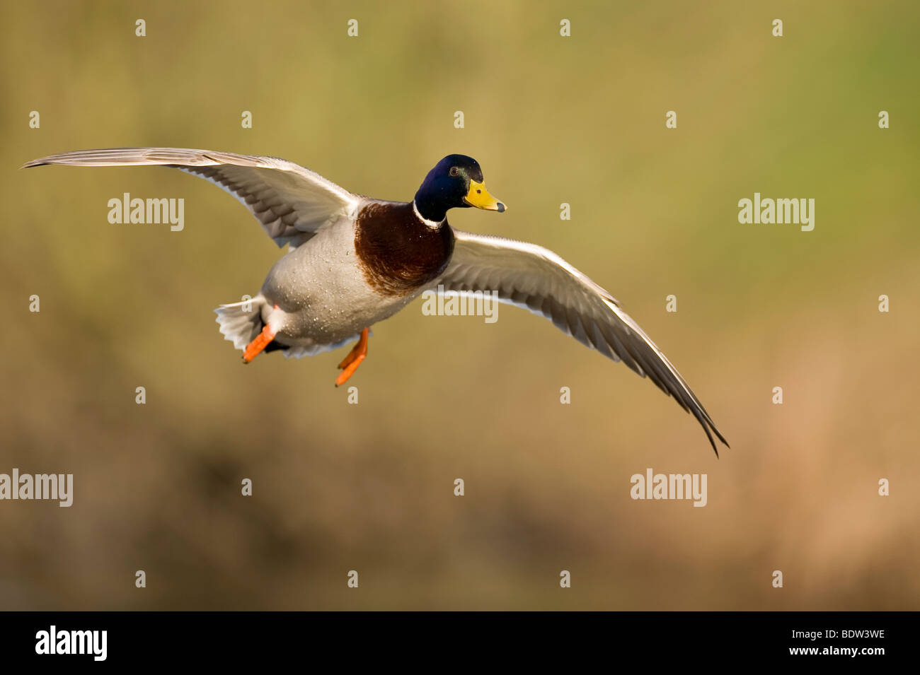 Ein Dümpelfried Duck bei der Landung Ansatz Stockfoto
