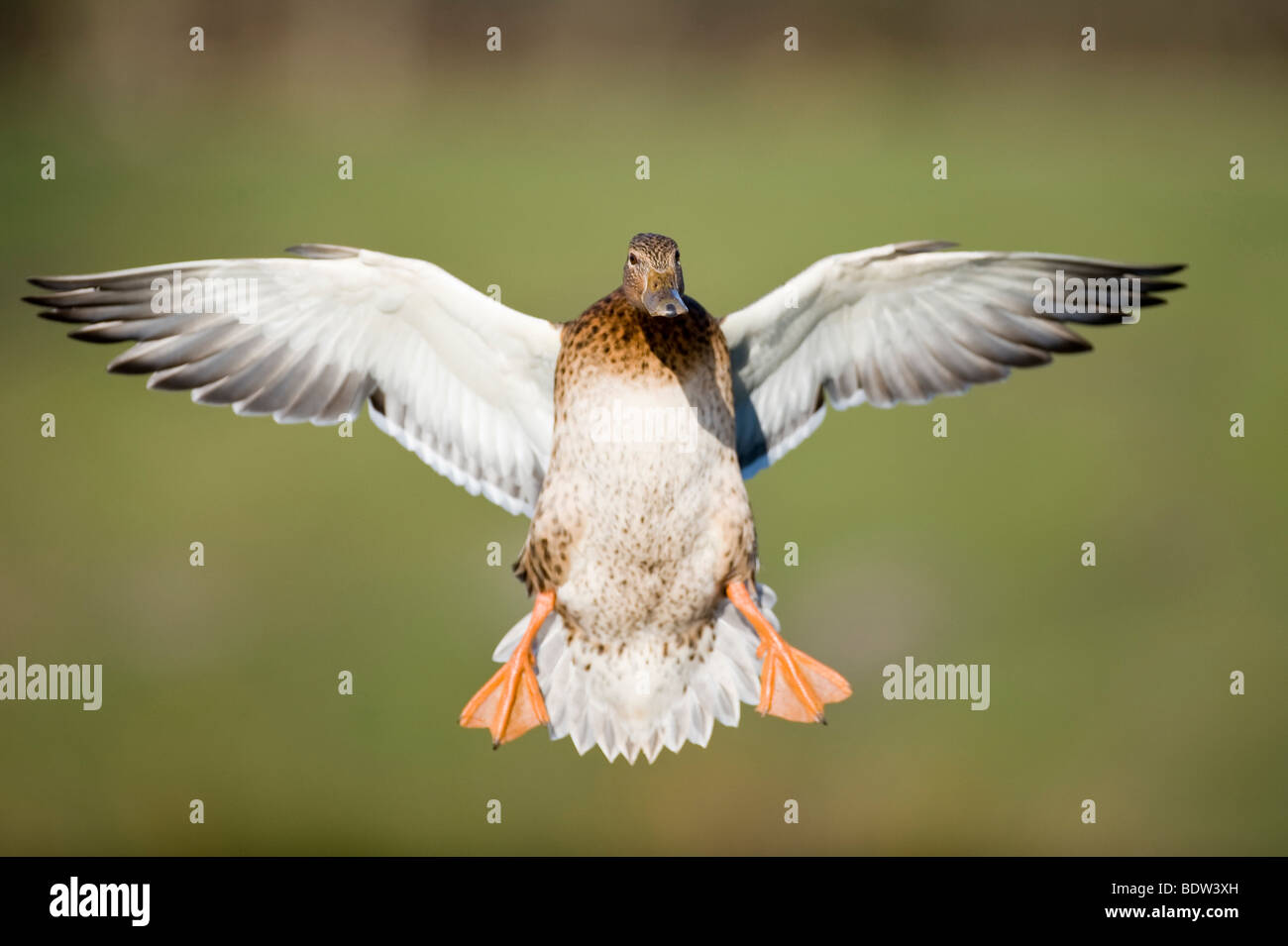 Ein Dümpelfried Duck bei der Landung Ansatz Stockfoto