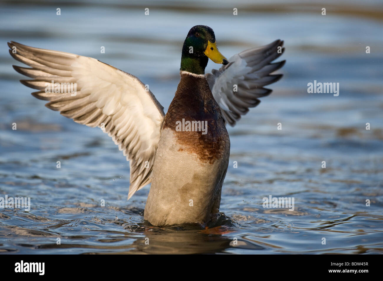 Ein Dümpelfried Duck seine Flügel schlagen Stockfoto