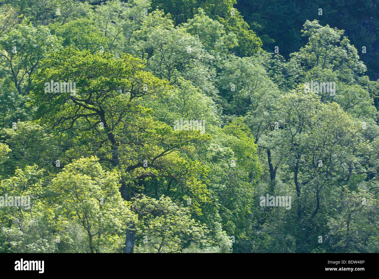 Gemischte Laubwald sessile Eiche und silberne Birke am Loch Aline, Morvern, Schottland. Juni. Stockfoto