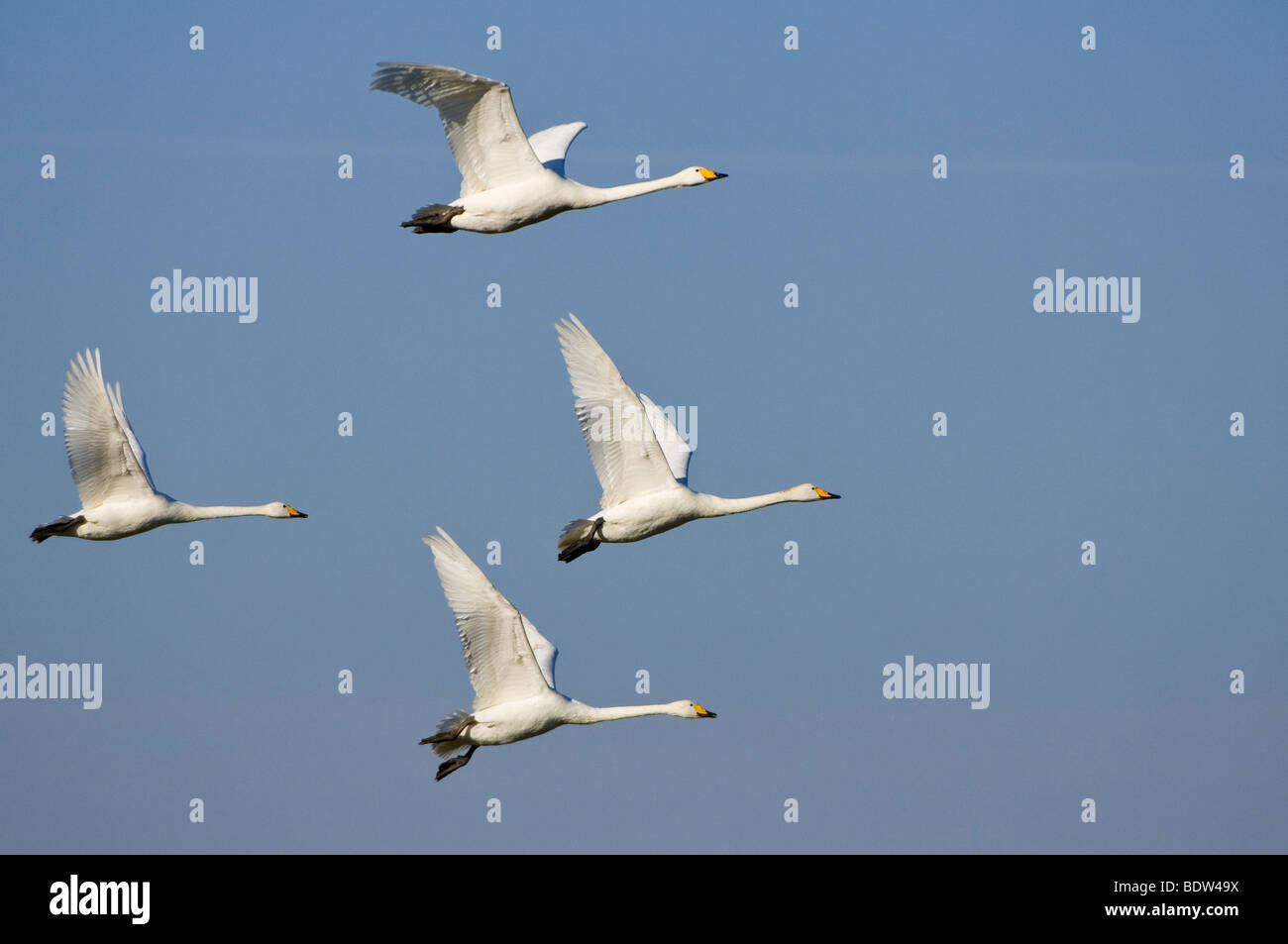 Fliegende Singschwäne Stockfoto