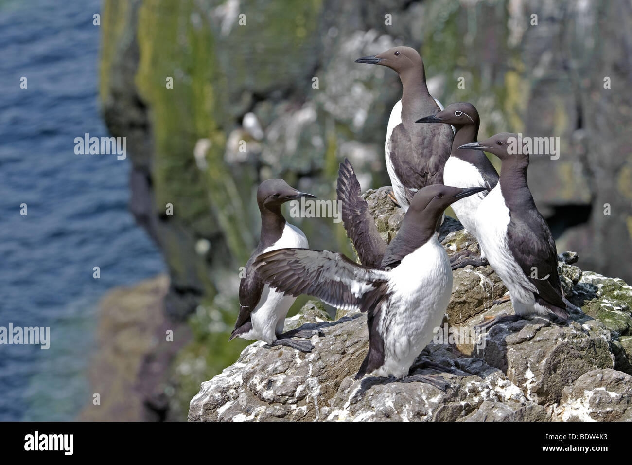 Gemeinsamen Trottellummen oder gemeinsame wärmeren Uria Aalge in Brutkolonie. Schottland. Stockfoto