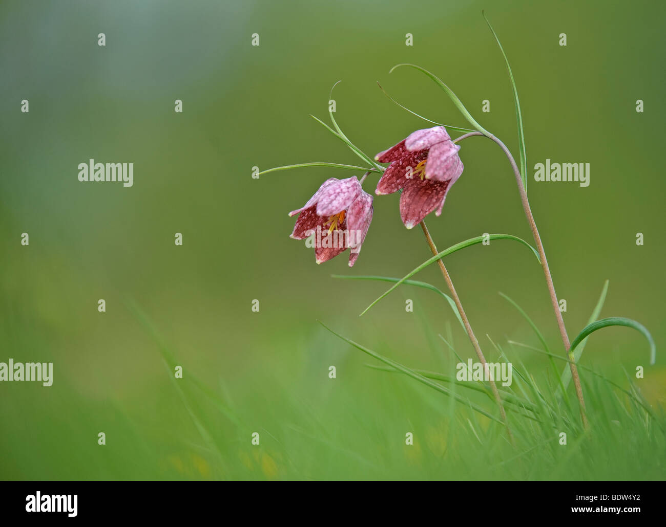 Wilde Fritillary Blumen im Wind wehen. Fritillaria Meleagris. Stockfoto