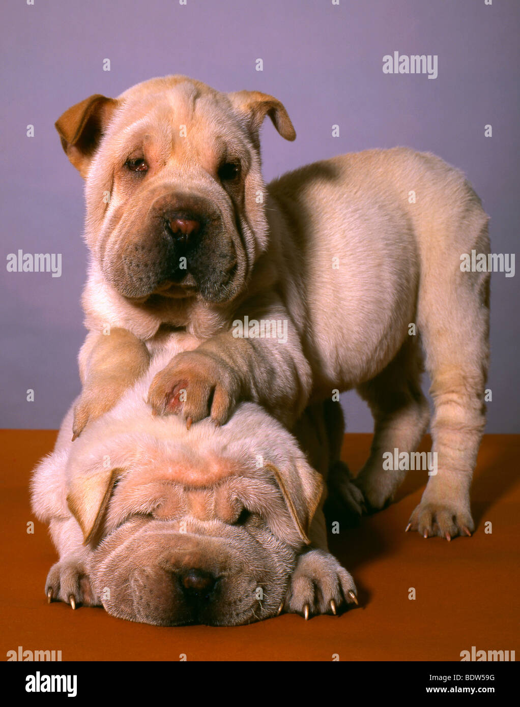 Shar-Pei Hunde Stockfoto