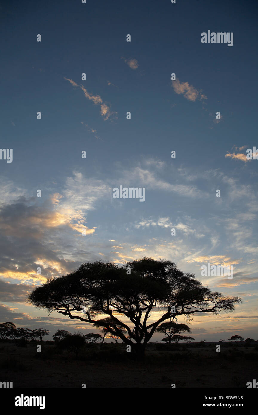 Kenia-Sonnenuntergang Landschaft mit großer Baum, Amboseli-Nationalpark. Foto: Sean Sprague 2007 Stockfoto