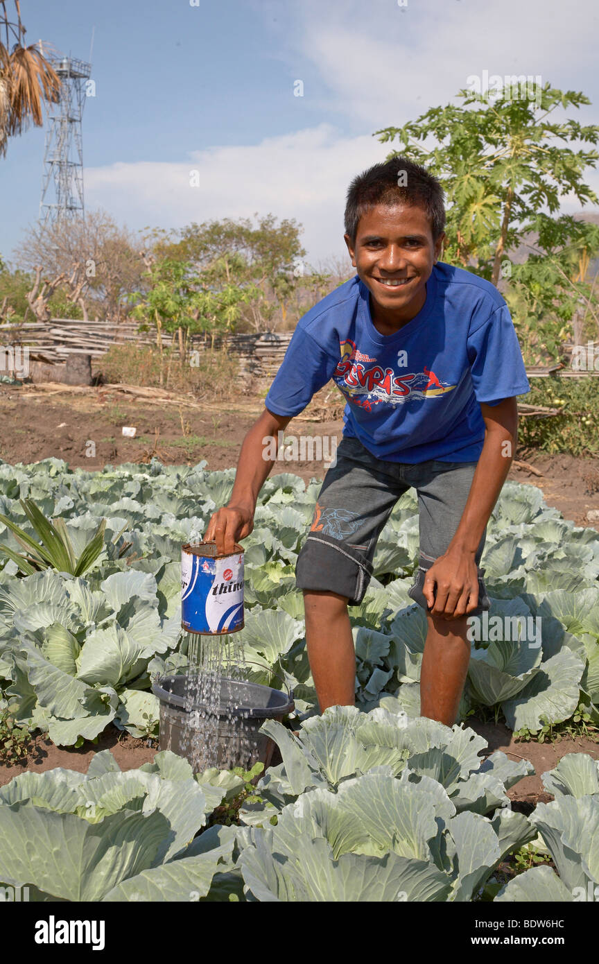 TIMOR LESTE Boy Bewässerung Kohl, Topu Honis Waisenhaus und Kinderheim, Oecussi-Ambeno, Foto von SEAN SPRAGUE 2007 Stockfoto