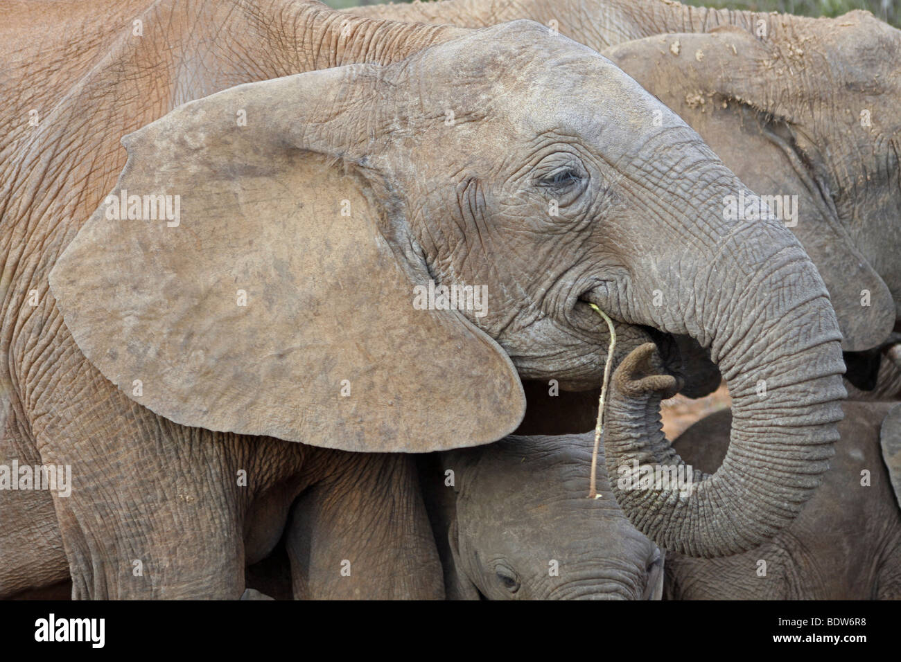 Afrikanischer Elefant Loxodonta Africana Fütterung in Addo National Park, Südafrika Stockfoto
