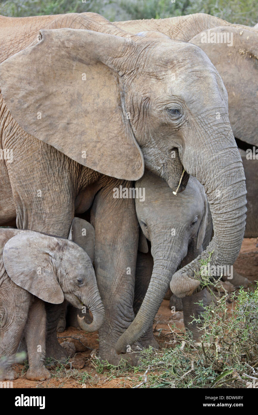 Familie Gruppe von afrikanischen Elefanten Loxodonta Africana in Addo National Park, Südafrika Stockfoto