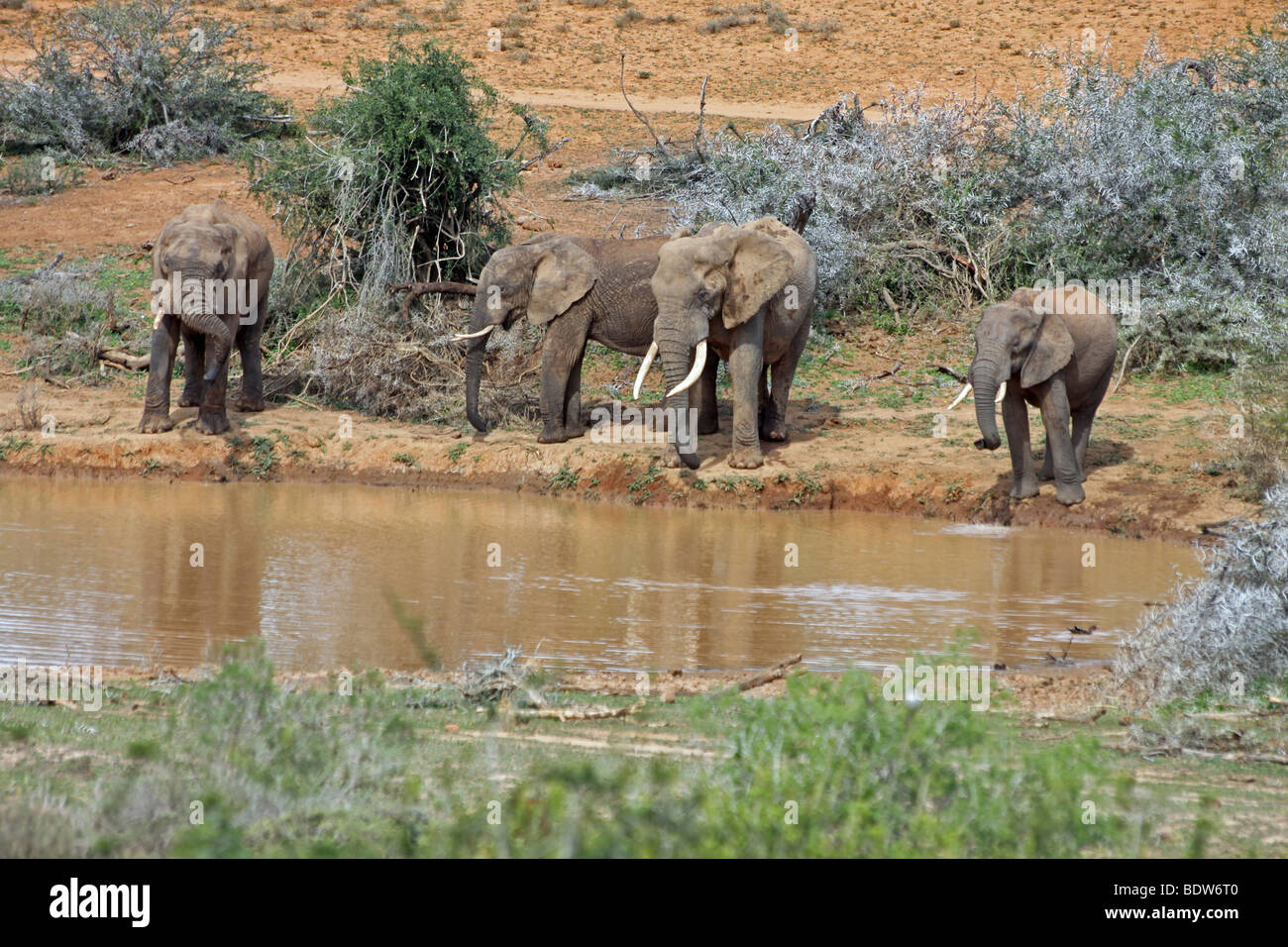 Afrikanische Elefanten Loxodonta Africana trinken in A Wasserloch im Addo National Park, Südafrika Stockfoto