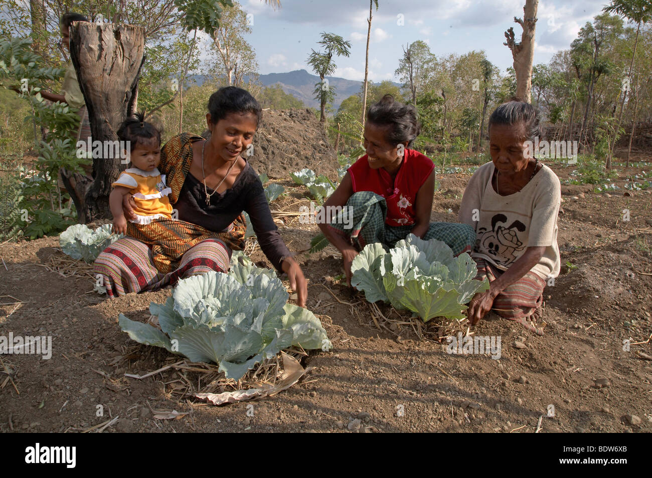 TIMOR LESTE Gemüse- und Obstgarten, bewirtschaftet Sommunally, in Kutepe, Oecussi-Ambeno. Frauen tendenziell Kohl. Stockfoto