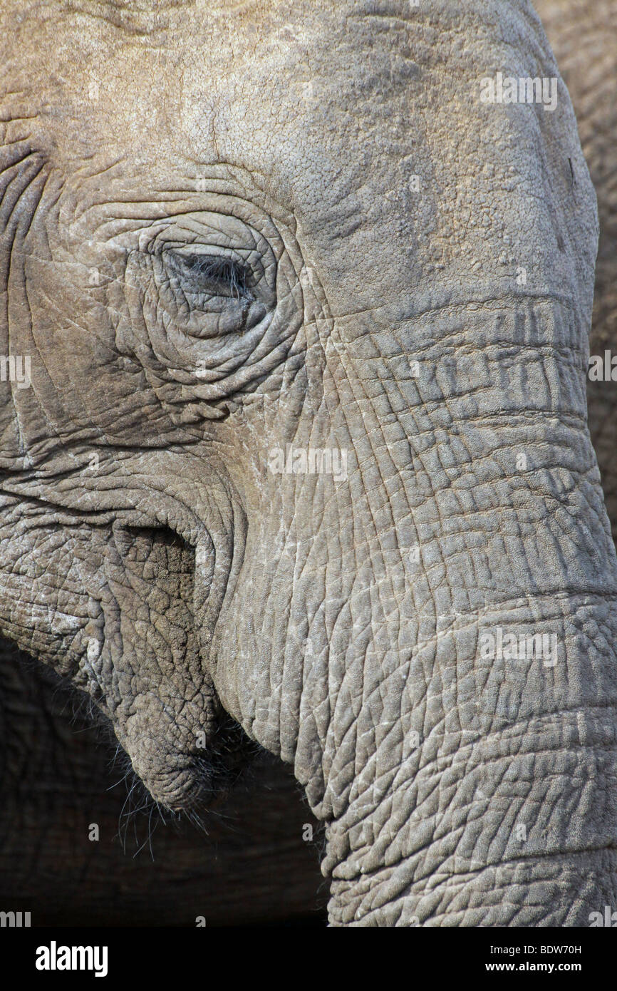 Enge, von Auge und Stamm der An afrikanische Elefant Loxodonta Africana in Addo National Park, Südafrika Stockfoto