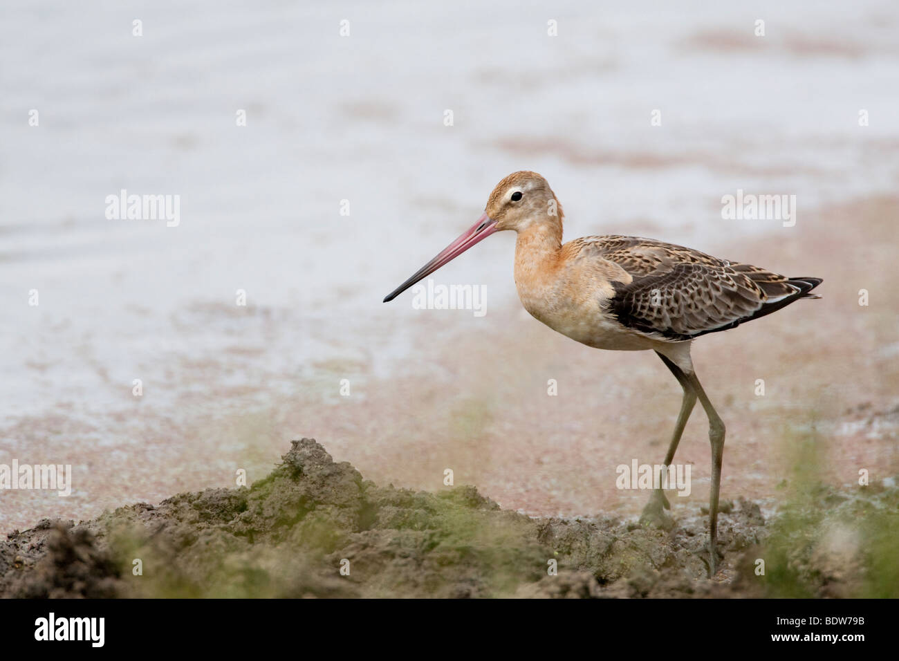 Schwarz-angebundene Uferschnepfe Limosa Limosa Essex UK Frühherbst Stockfoto