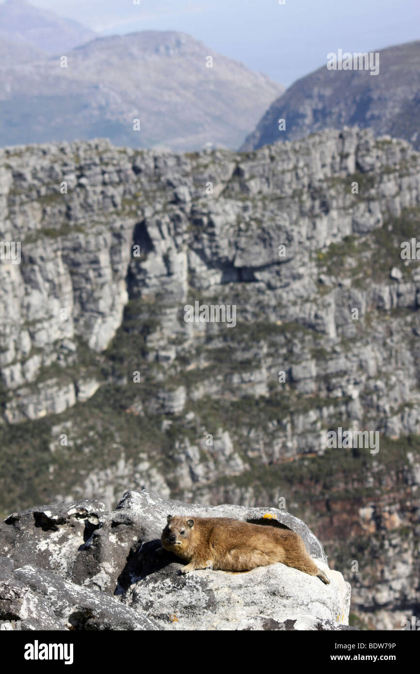 Umhang oder Rock Hyrax Procavia Capensis Aalen In der Sonne oben auf Tafelberg, Kapstadt, Südafrika Stockfoto