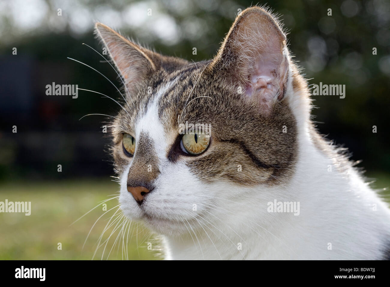Tabby / weiß Katze hautnah Stockfoto