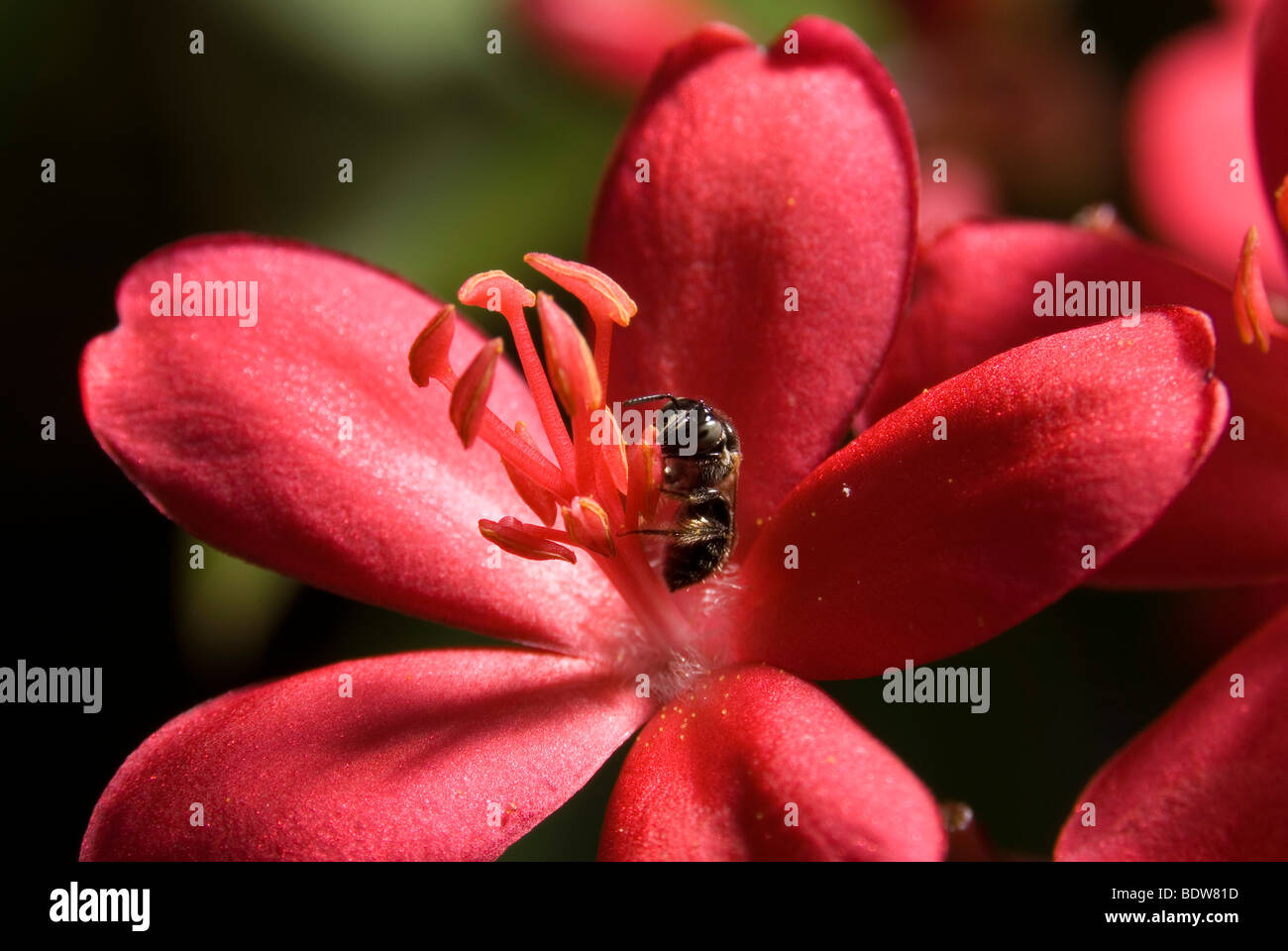 Nahaufnahme einer Schweiß-Biene Blütenstaub von Blume zu sammeln. Stockfoto