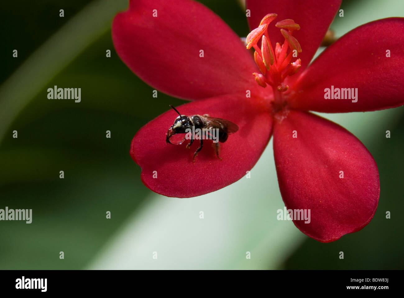 Nahaufnahme von Schweiß Biene Verarbeitung Nektar auf einer Blume. Stockfoto