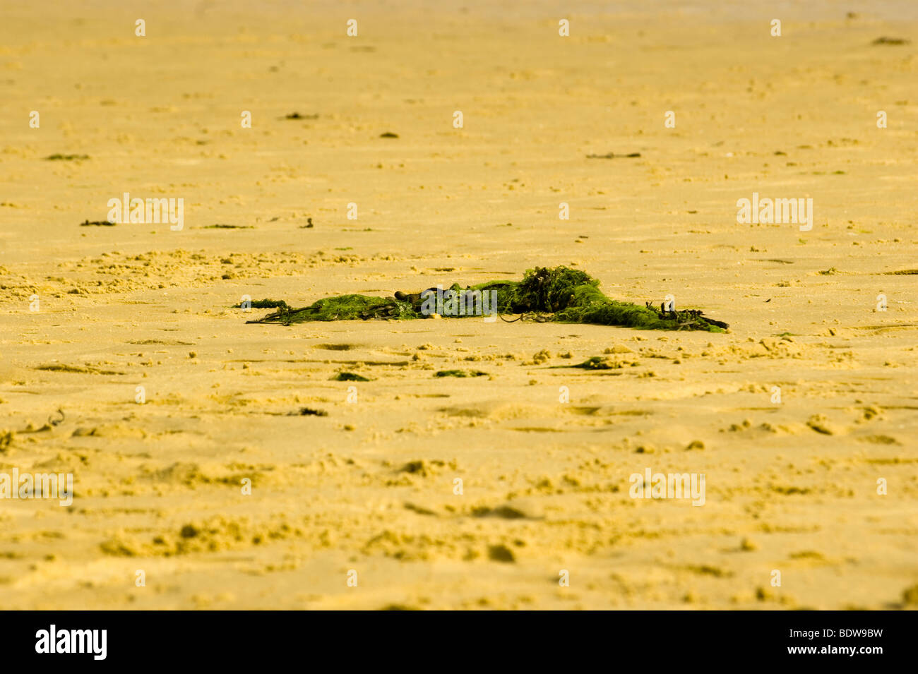 Seegras angespült am Strand von Walton auf Naze Essex England Uk Stockfoto