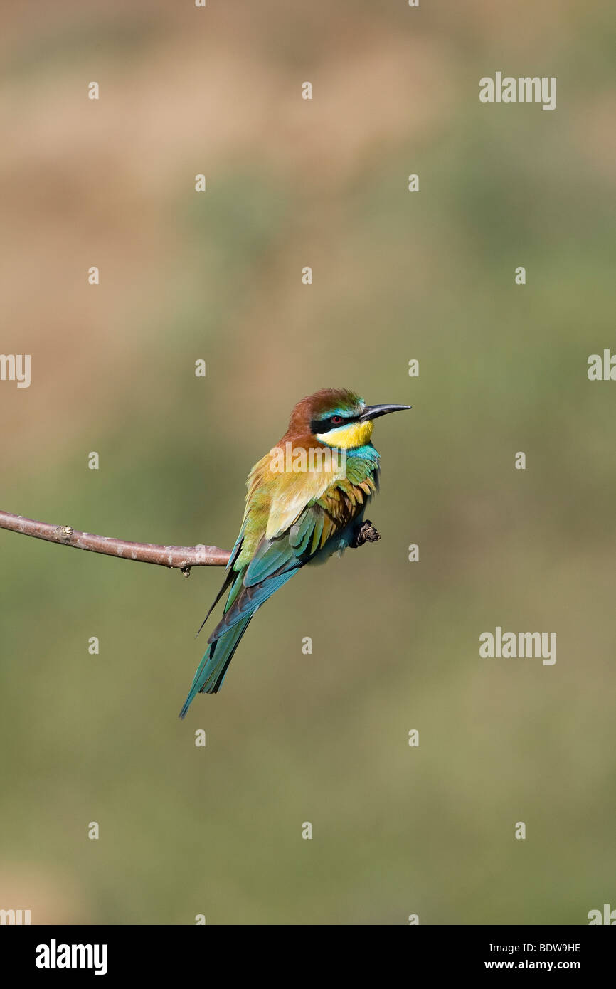 Europäische Biene - Esser (Merops Apiaster) hocken auf Ast Stockfoto