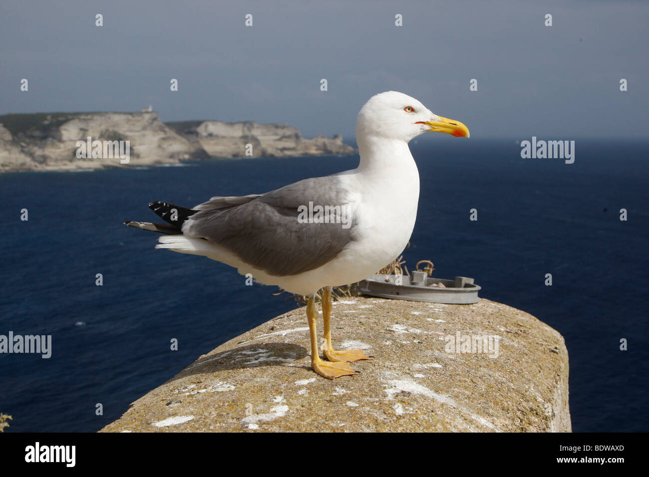 Kalkstein Klippen, Bonifacio, Korsika, Frankreich, Europa Stockfoto