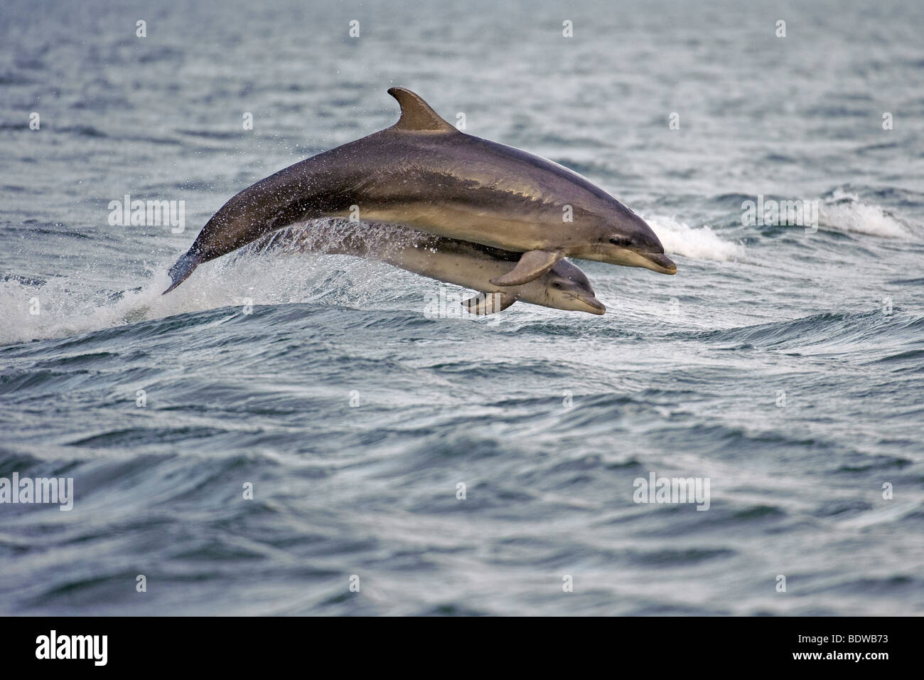 Bottlenose Dolphin Tursiops Truncatus Mutter und Kalb verletzen. Moray Firth, Schottland. Stockfoto