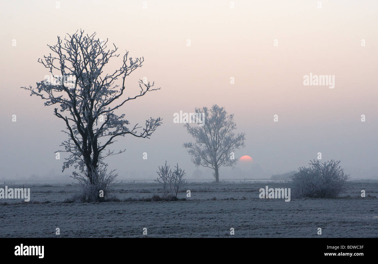 Hoarfrosted Bäume bei Sonnenuntergang, Naturschutzgebiet Wuemmewiesen Nature reserve, Bremen, Deutschland, Europa Stockfoto