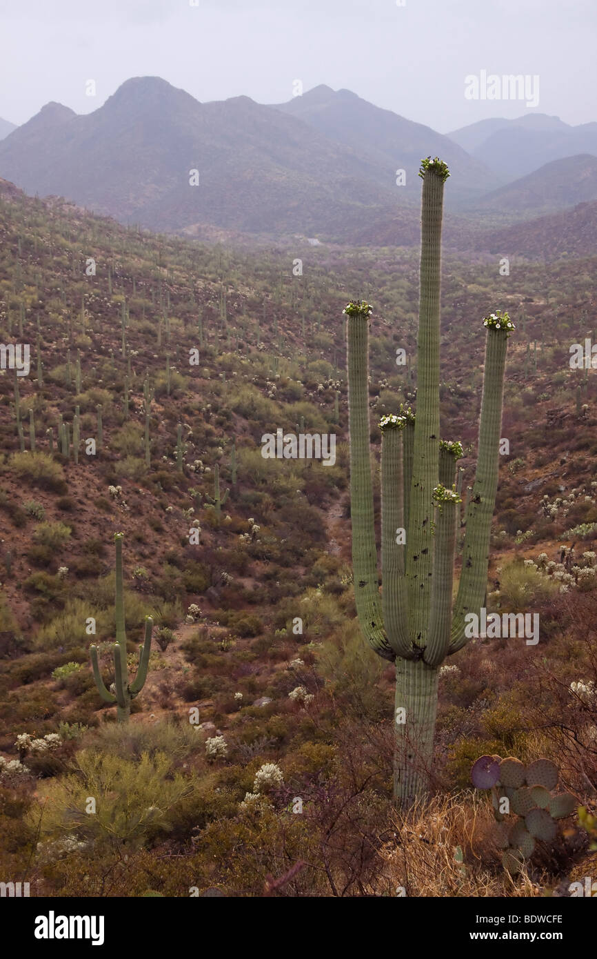 Ein gigantischen Saguaro-Kaktus (in Blüte) steht in diesem Tal an einem regnerischen Tag in der Nähe von Tucson Arizona Stockfoto