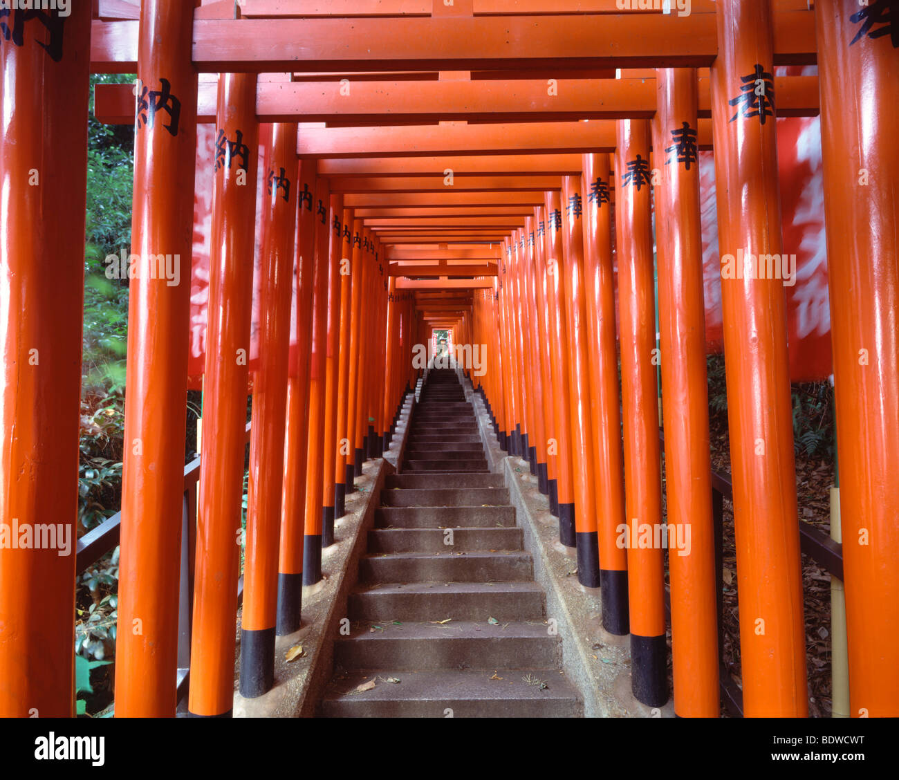 Allee der rot lackierte Torii, Hie-Schrein, Japan Stockfoto