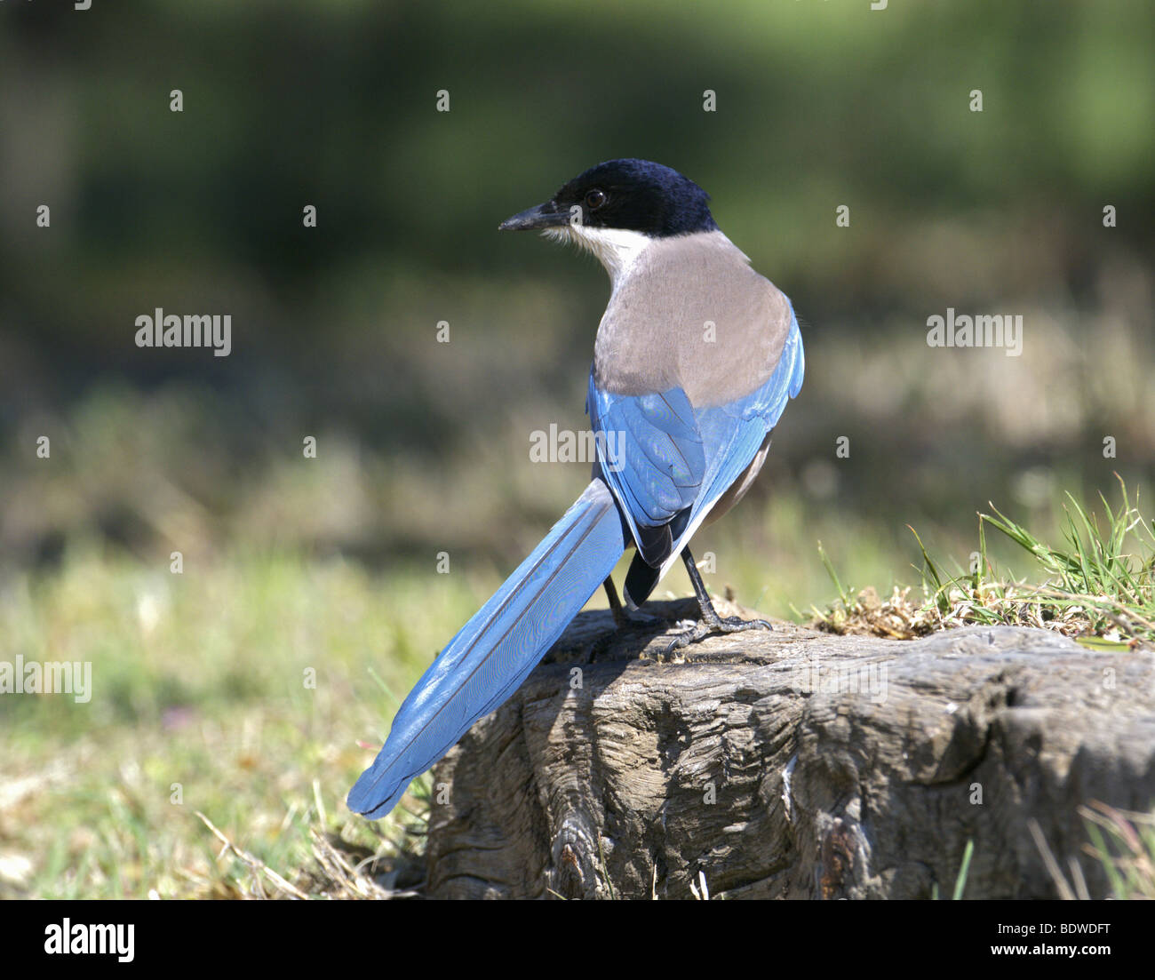 AZURE - WINGED ELSTER CYANOPICA CYANUS GEHOCKT TREE STUMP EXTREMEDURA SPANIEN Stockfoto
