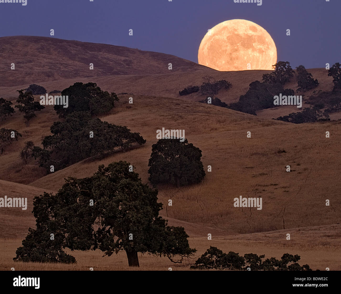 Ein Vollmond steigt über den Hügeln von Zentral-Kalifornien bei Sonnenuntergang, USA. Stockfoto