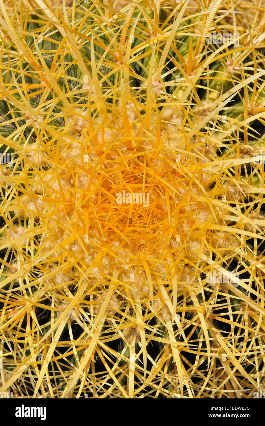 Golden Barrel Cactus (Echinocactus Grusonii), von oben, Tucson, Arizona, USA Stockfoto