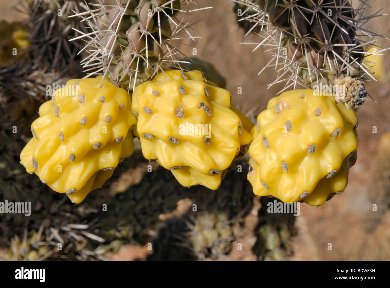 Gelbe Frucht des Staghorn Cholla (Opuntia versicolor), Kaktus, Tucson, Arizona, USA Stockfoto