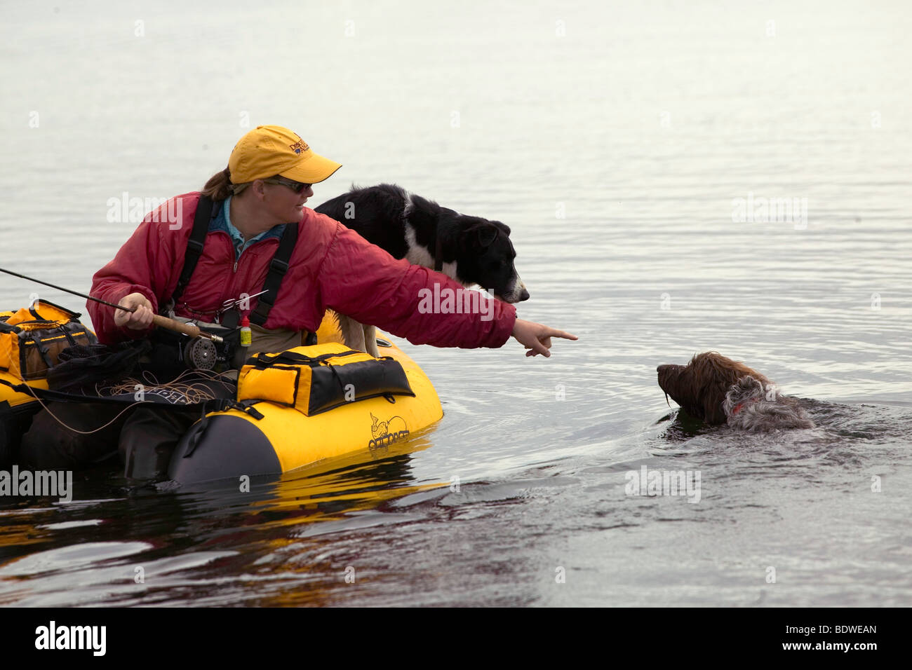 Ein Border-Collie fängt eine Fahrt auf seinen Besitzer Float Tube beim Fliegenfischen auf einem hohen Wüste See in der Nähe von Maupin Oregon. Stockfoto