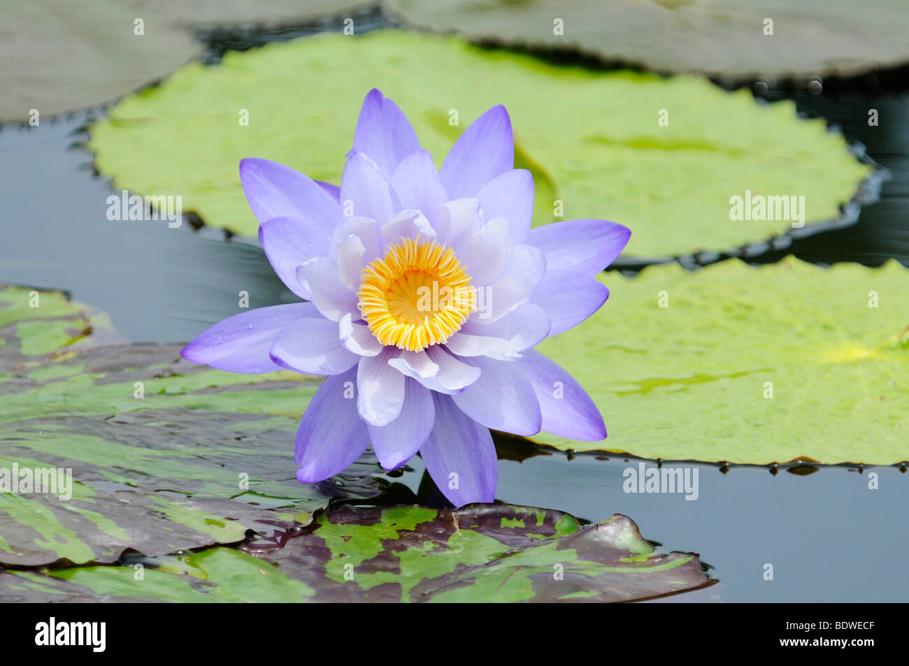 Riesen-Seerose (Nymphaea Gigantea) Stockfoto