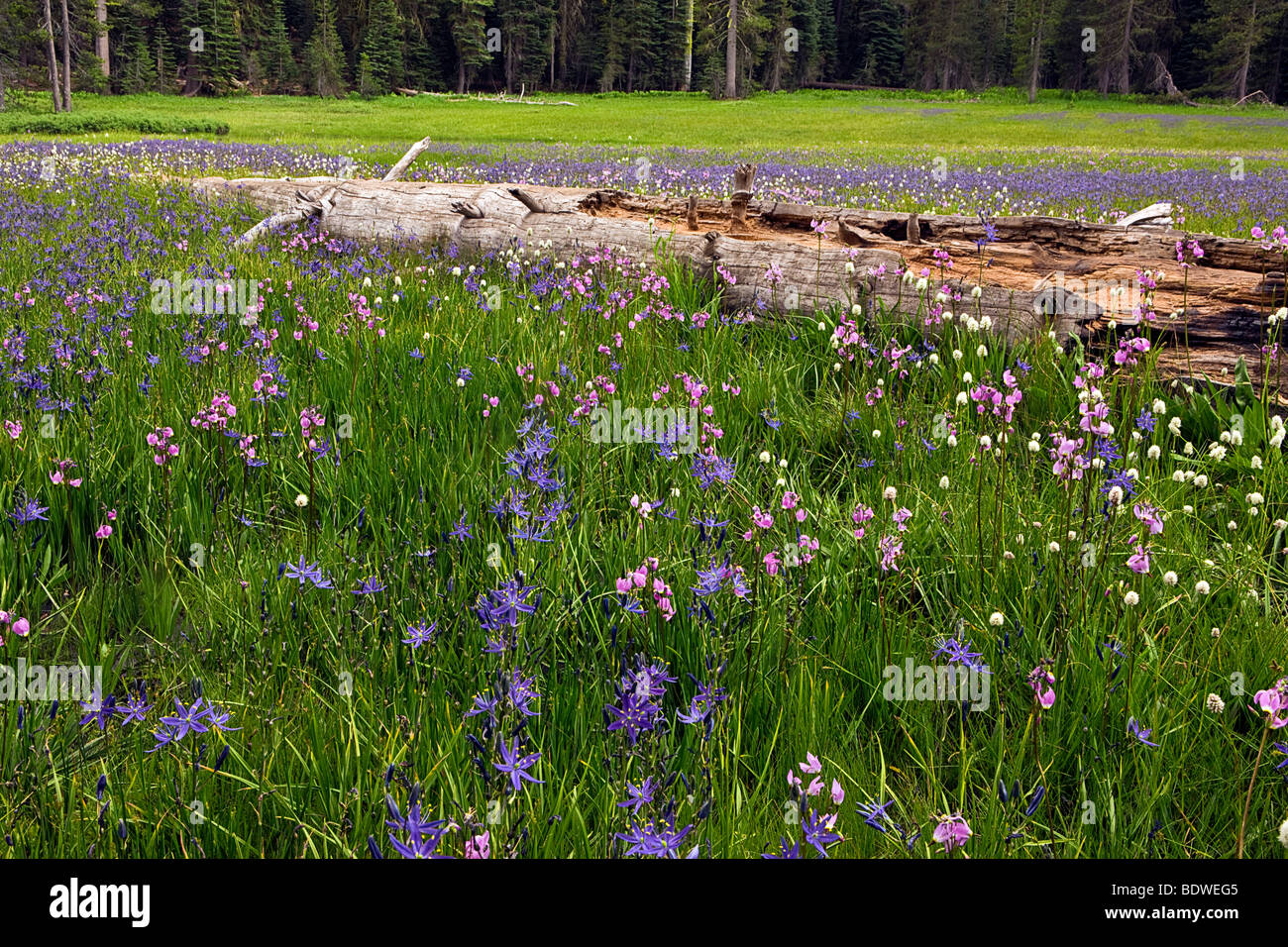 Sommer-Wildblumen am Gipfel Wiese, Yosemite-Nationalpark, Kalifornien, USA. Stockfoto