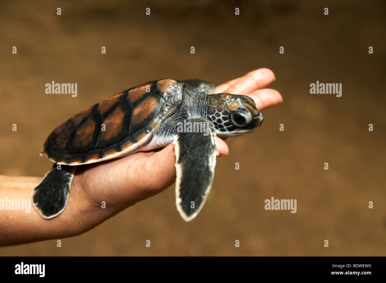 Eine Baby-Schildkröte an der Turtle Conservation Projekt Bentota Sri Lanka Stockfoto