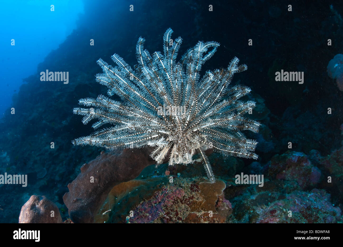 Gelbe Feder Star Crinoid im Korallenriff (Comanthina Schlegeli) Stockfoto