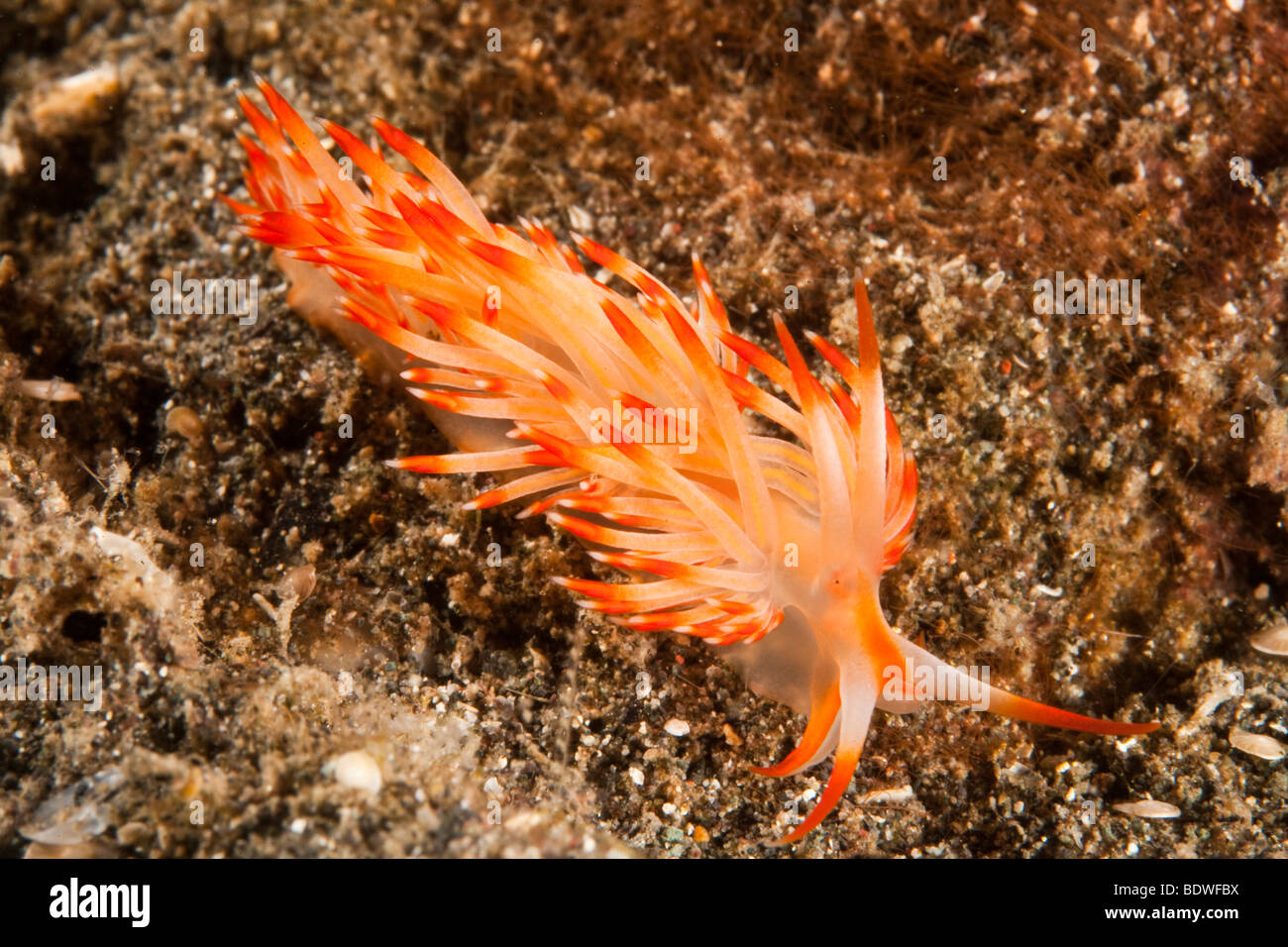 Flabellina sp Fotos und Bildmaterial in hoher Auflösung Alamy