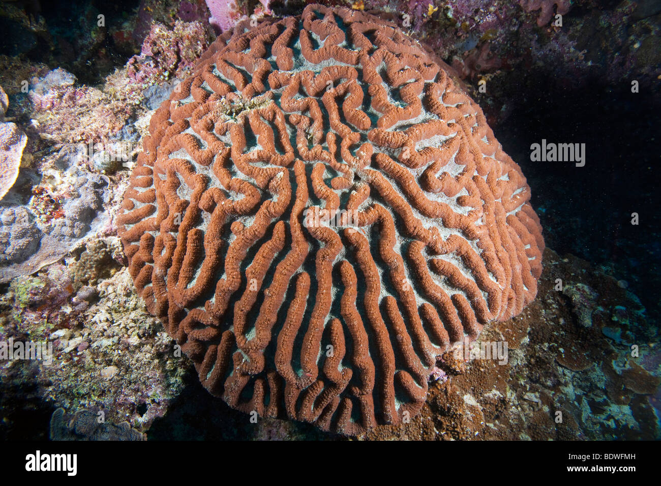 Gehirn Korallen (Platygyra Daedalea), Indonesien Stockfoto