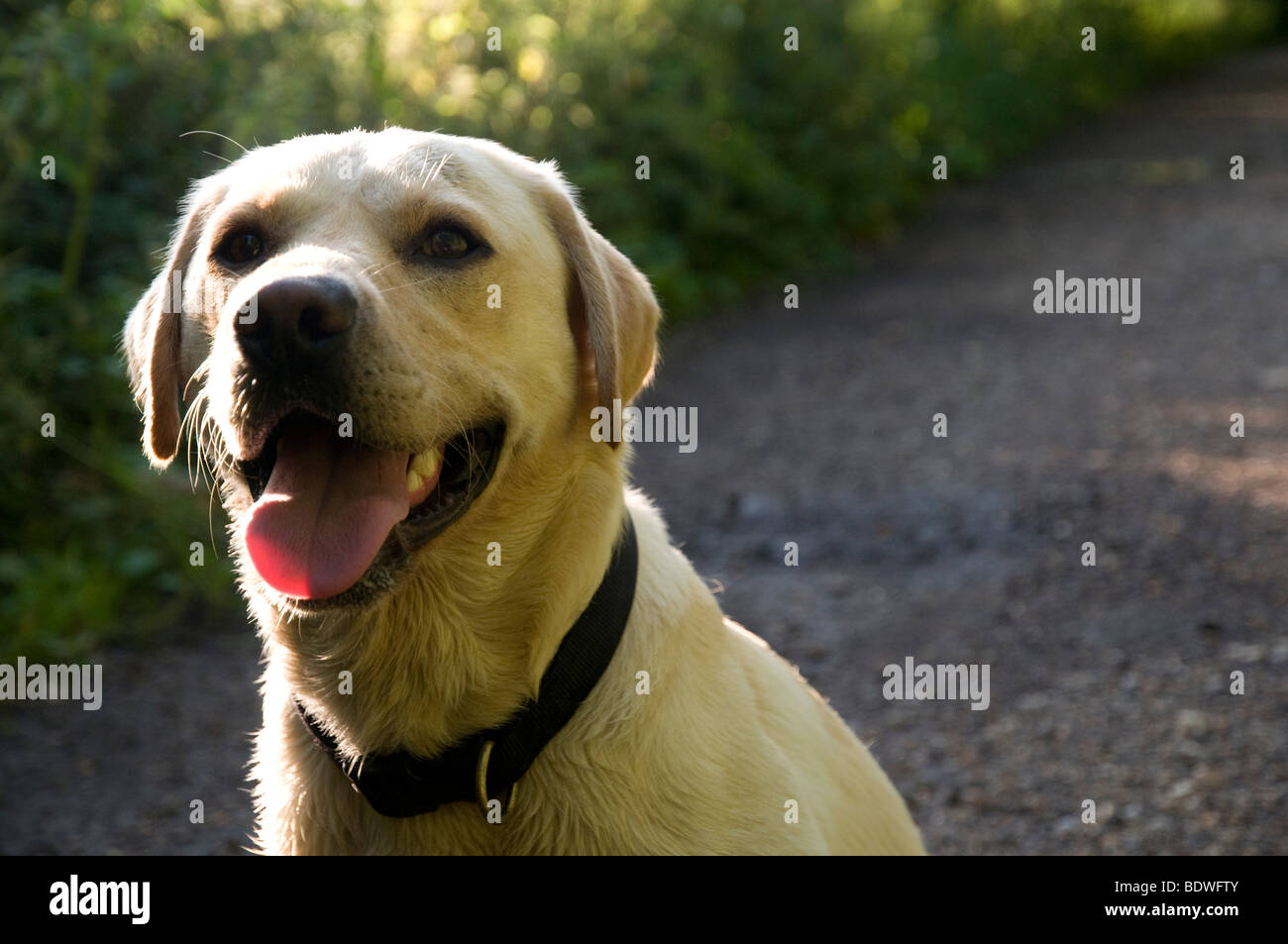 Gelber Labrador Retriever Hund Stockfoto