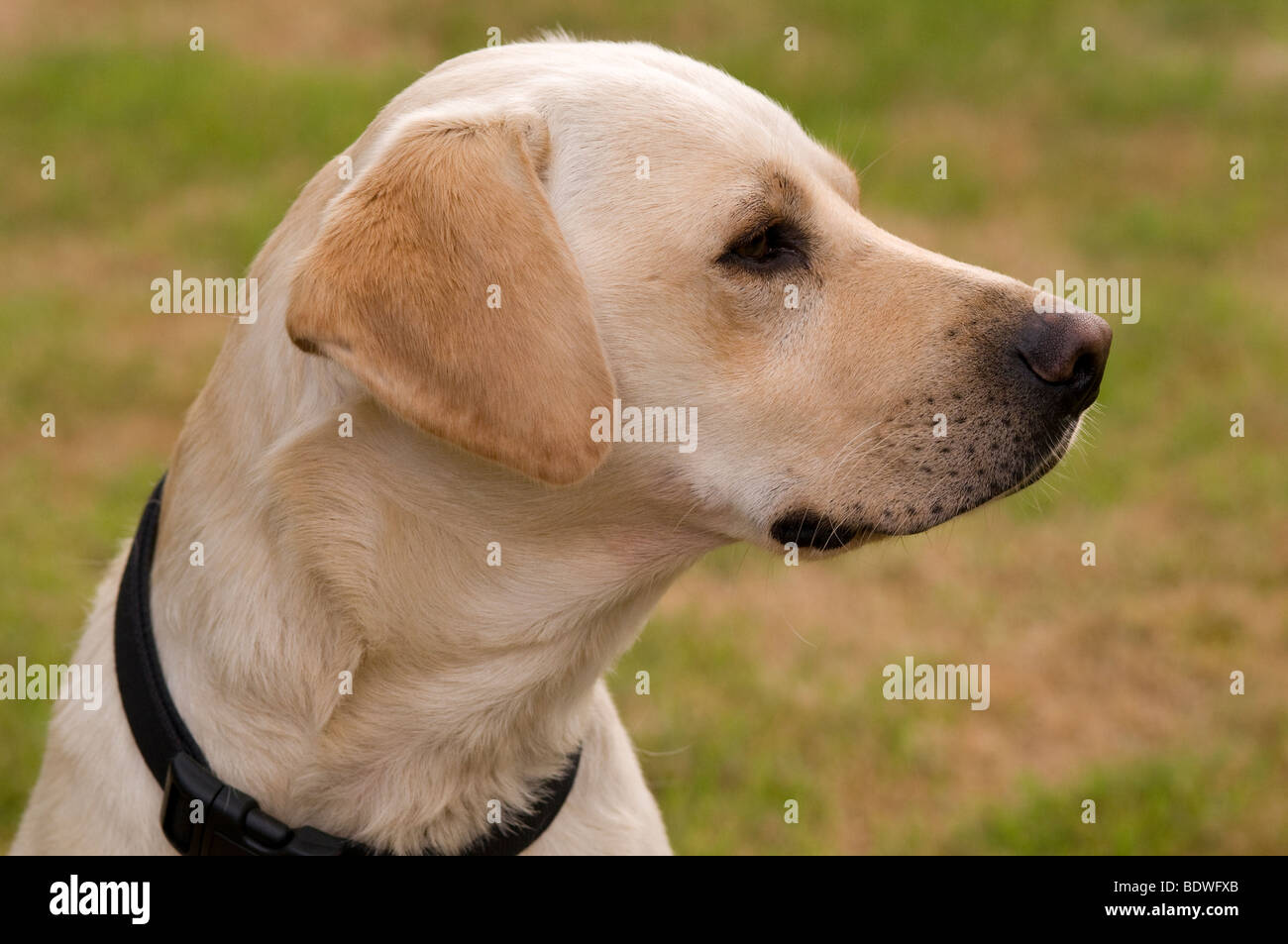 Hund seitenansicht -Fotos und -Bildmaterial in hoher Auflösung – Alamy