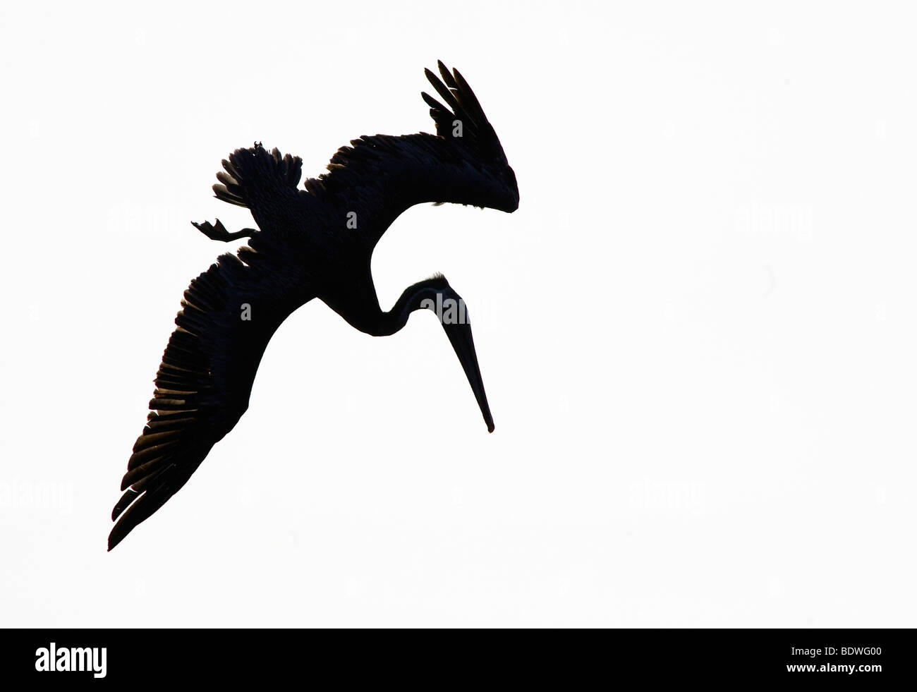 Silhouette des Tauchen braune Pelikan Pelecanus occidentalis Stockfoto