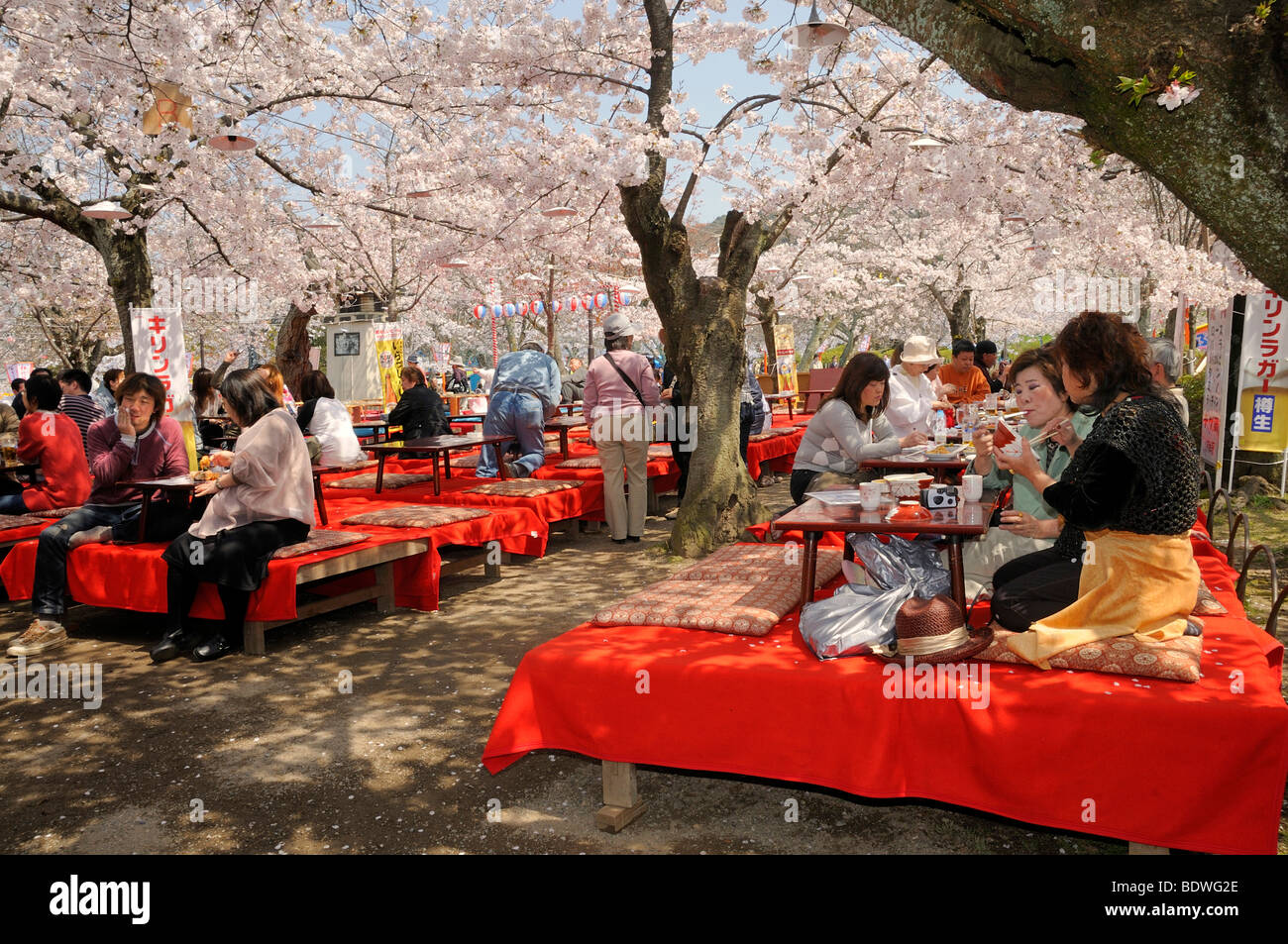  Foto zu Kirschbluete japan kyoto -Fotos und -Bildmaterial in hoher Auflösung 