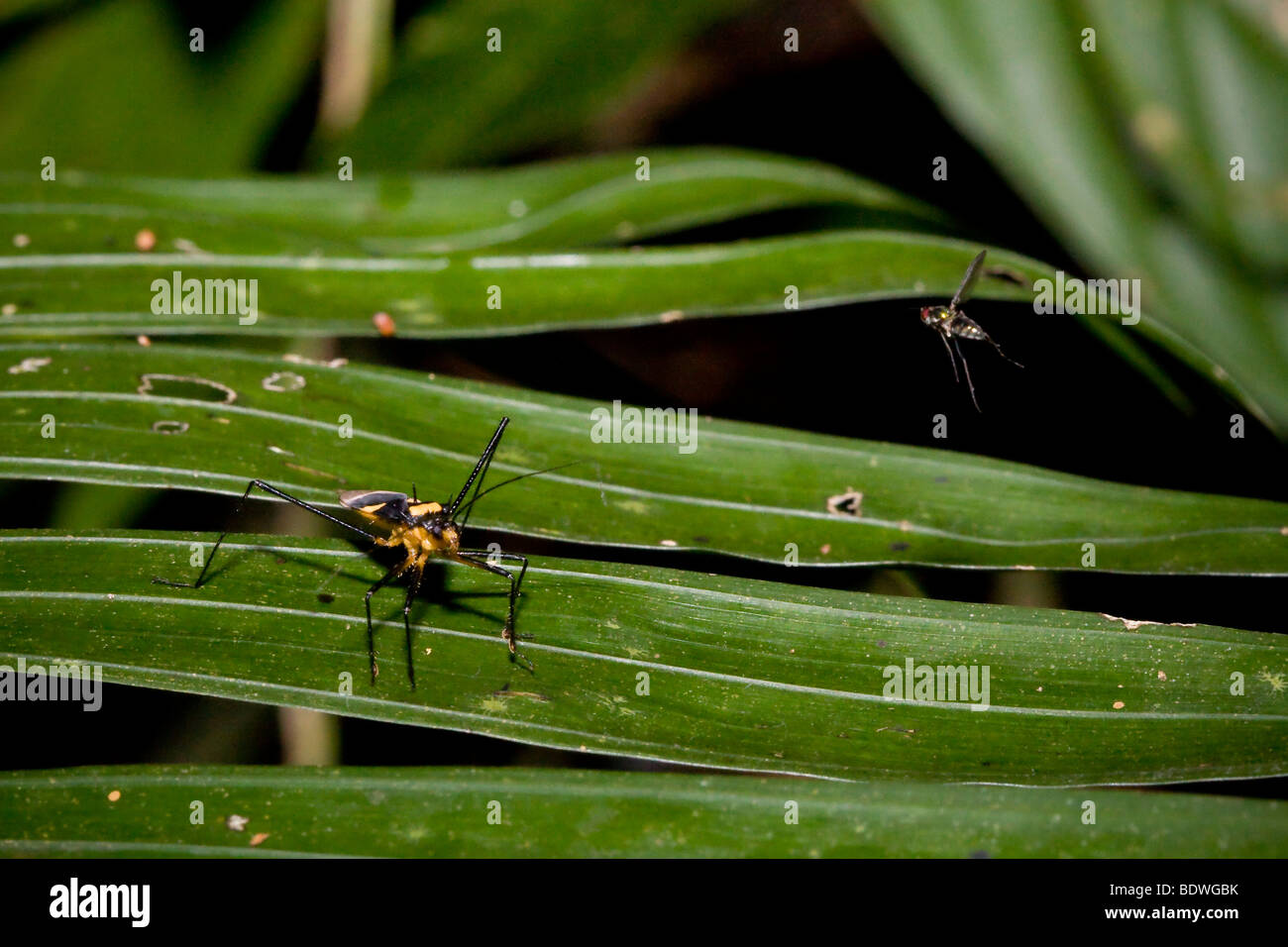 Tropischen Assassin Bug bestellen Hemiptera Familie Reduviidae, thront auf einem Blatt wie eine Fliege durch summt. Fotografiert in Costa Rica. Stockfoto
