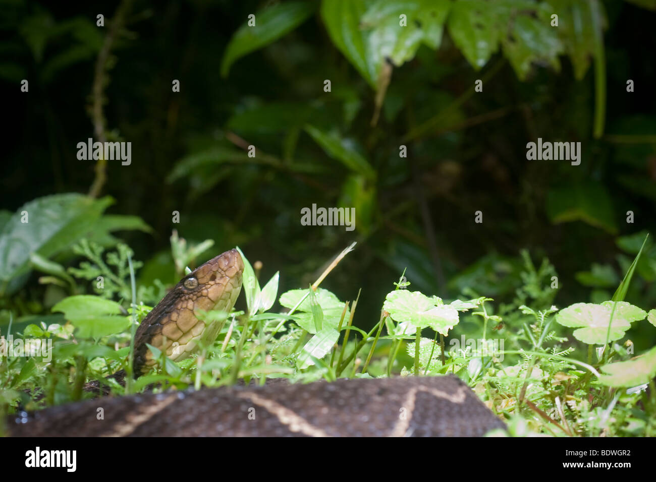 Eine Viper Lanzenotter Bothrops Asper. Fotografiert in den Bergen von Costa Rica. Stockfoto