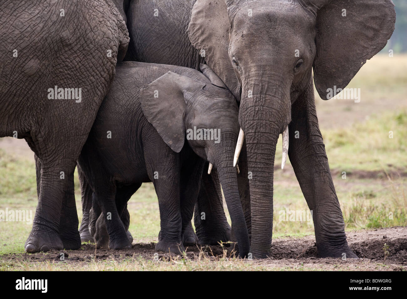 Mutter und Kind Elefanten reiben Umarmen schützende Mutter Elefant schaut liebevoll Kalb in Masai Mara, Kenia, Soft Focus Green Gras Hintergrund Stockfoto